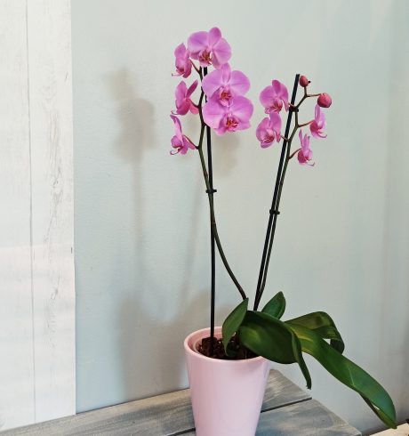 Coquette Orchidée rose