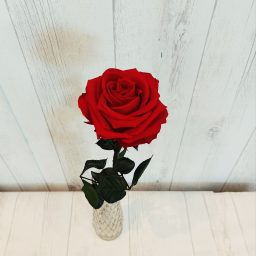 Eternelle rouge